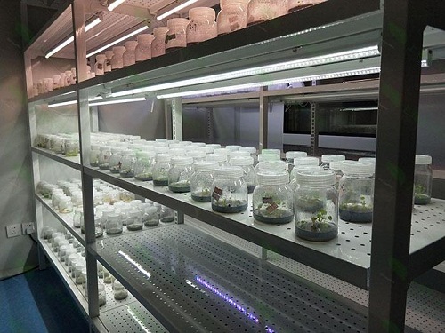灵丘植物组织培养实验室设计建设方案
